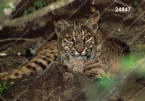 Bobcat (Lynx rufus)
